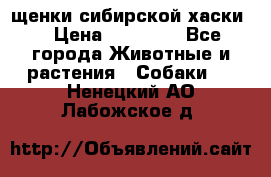 щенки сибирской хаски  › Цена ­ 10 000 - Все города Животные и растения » Собаки   . Ненецкий АО,Лабожское д.